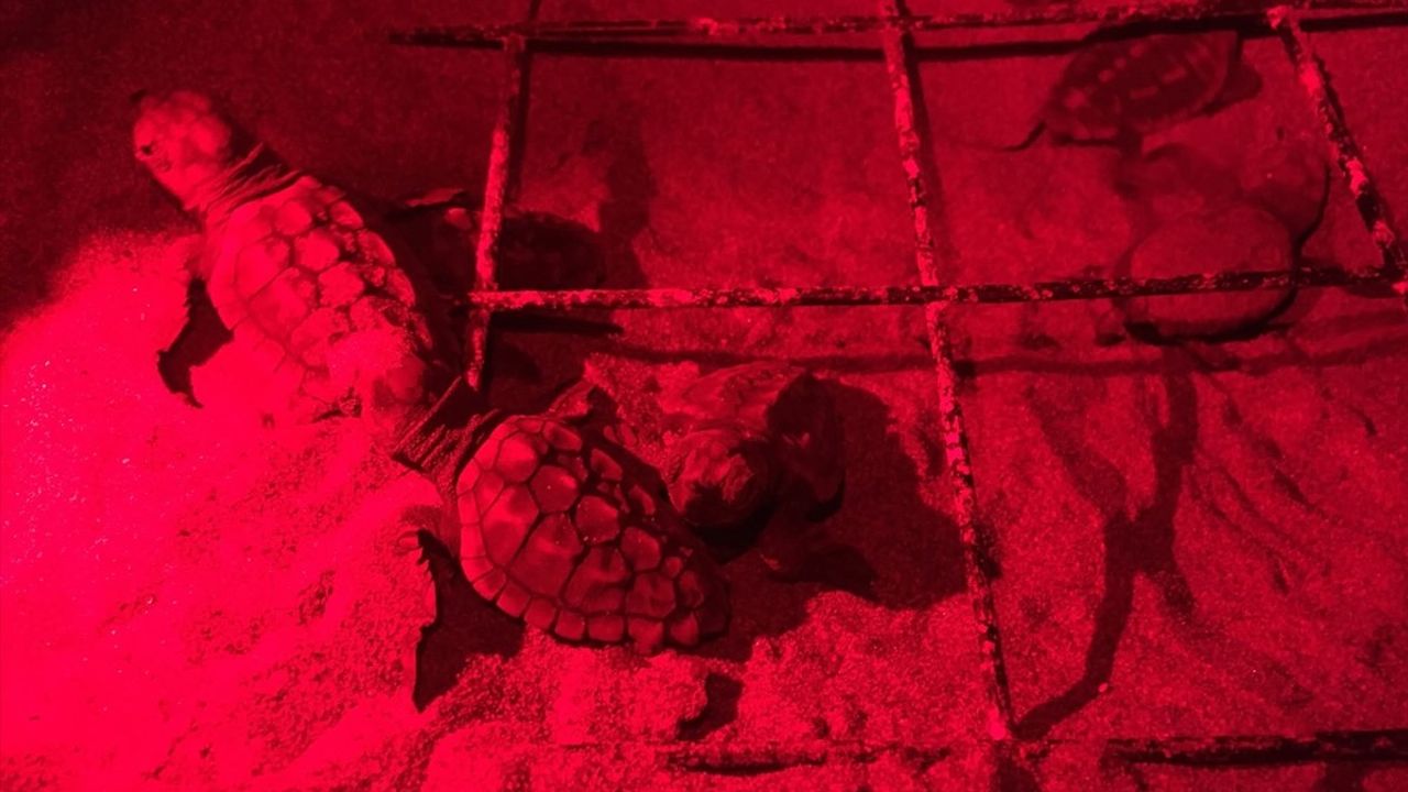 Muğla'da Kaplumbağa Yavruları Denizle Buluştu