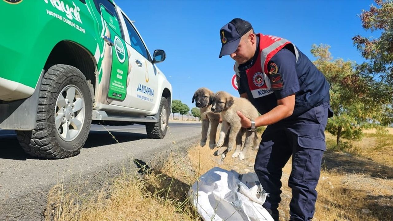 Muş'ta Çuval İçinde Terk Edilen 2 Köpek Yavrusuna Kurtuluş