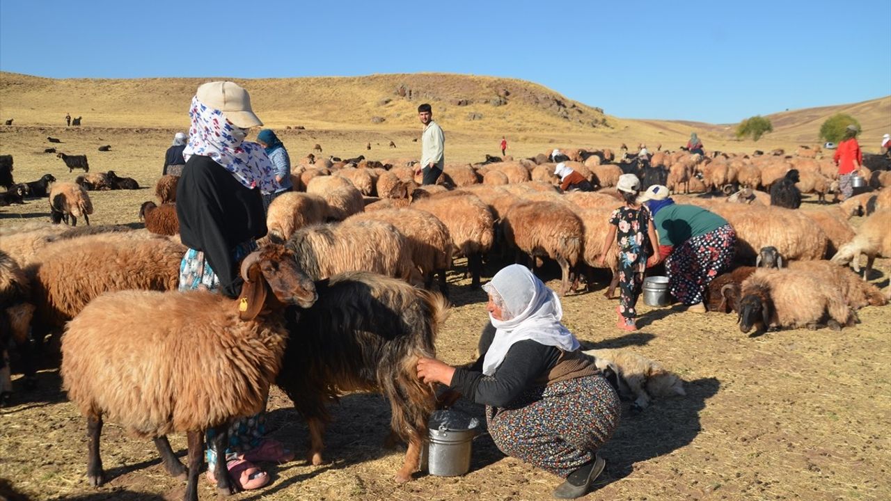 Muş'ta Kadınların Süt Sağma Mesaisi Devam Ediyor