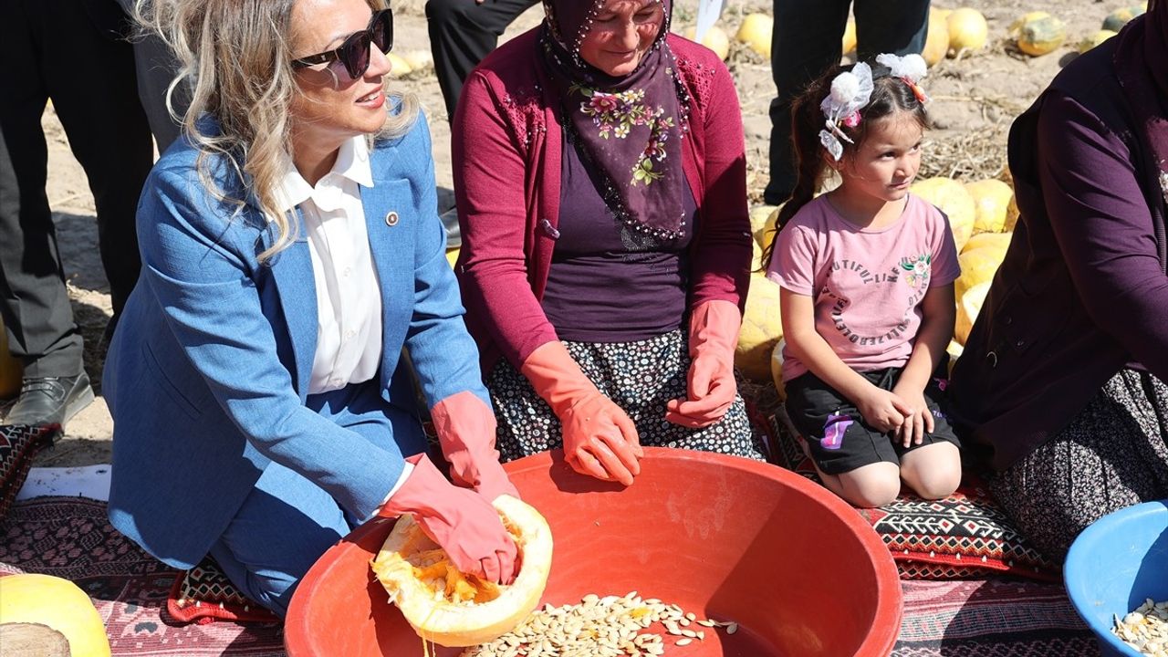 Nevşehir'de Çerezlik Kabak Çekirdeği Hasadı Başladı