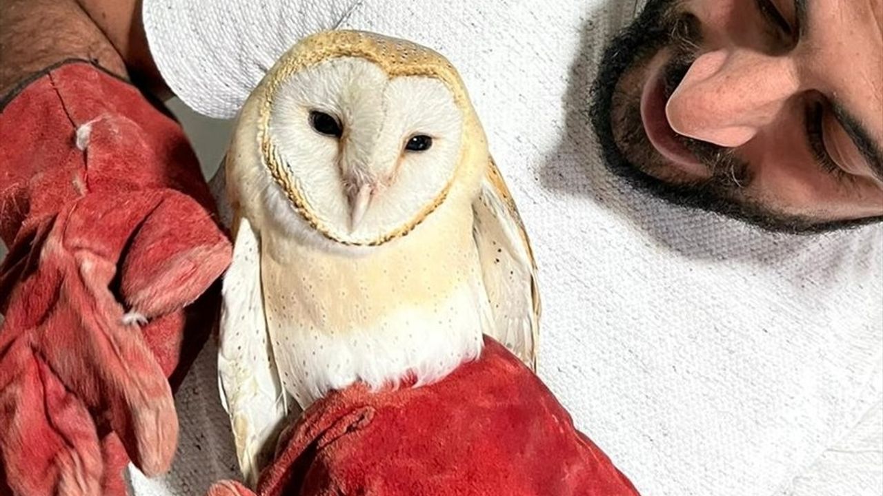 Peçeli Baykuş Erzurum'da Doğaya Salındı