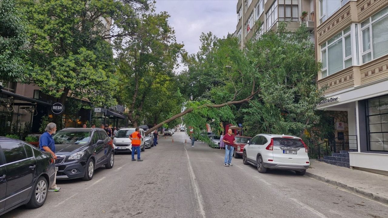Samsun'da Ağaç Devrilmesi Otomobile Hasar Verdi