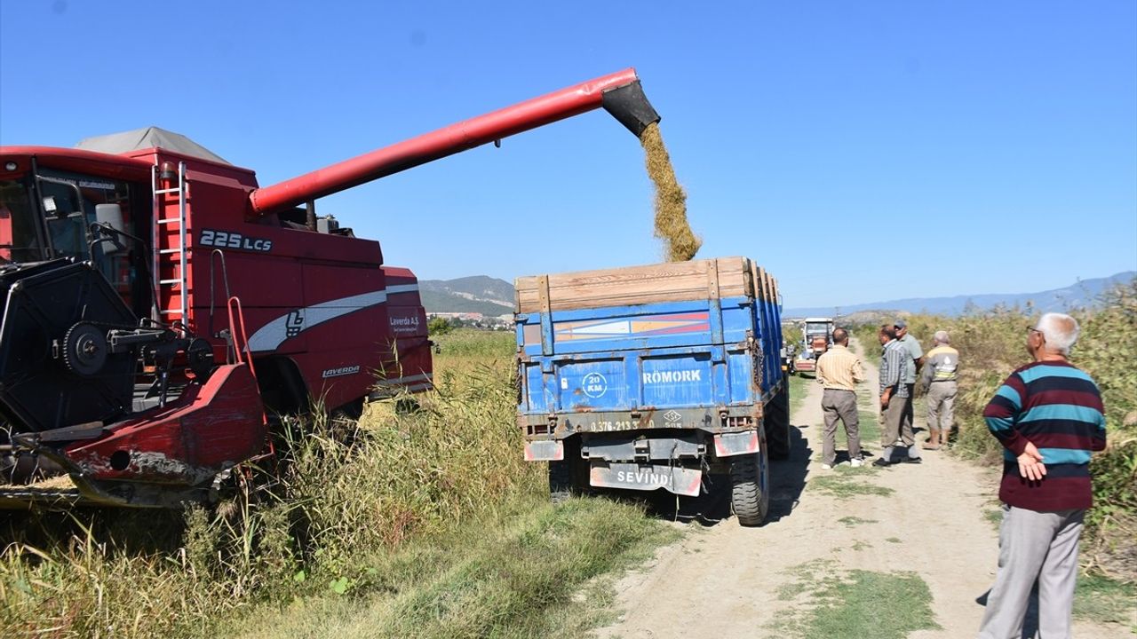 Sinop'ta Çeltik Hasadı Başladı
