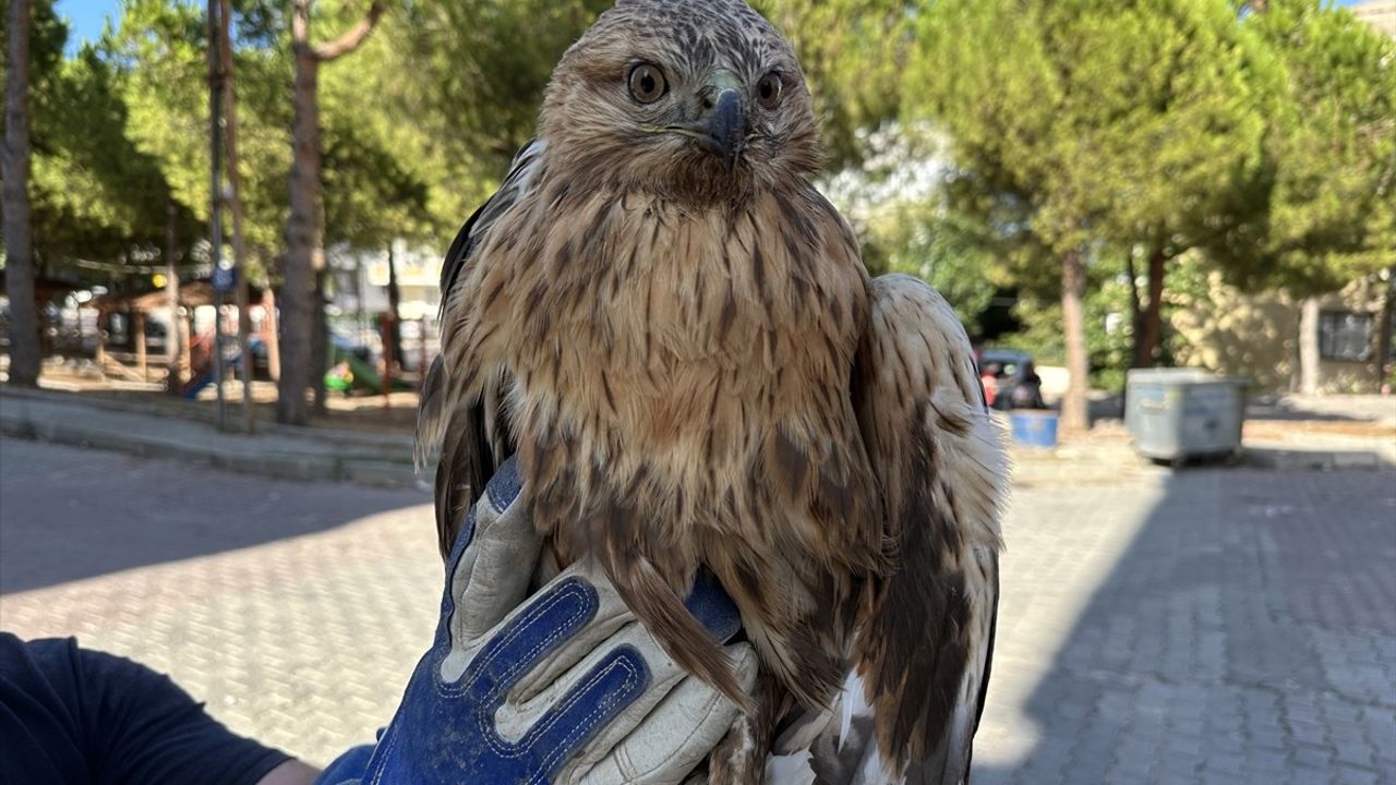 Sinop'ta Yaralı Kızıl Şahin Tedavi Altına Alındı