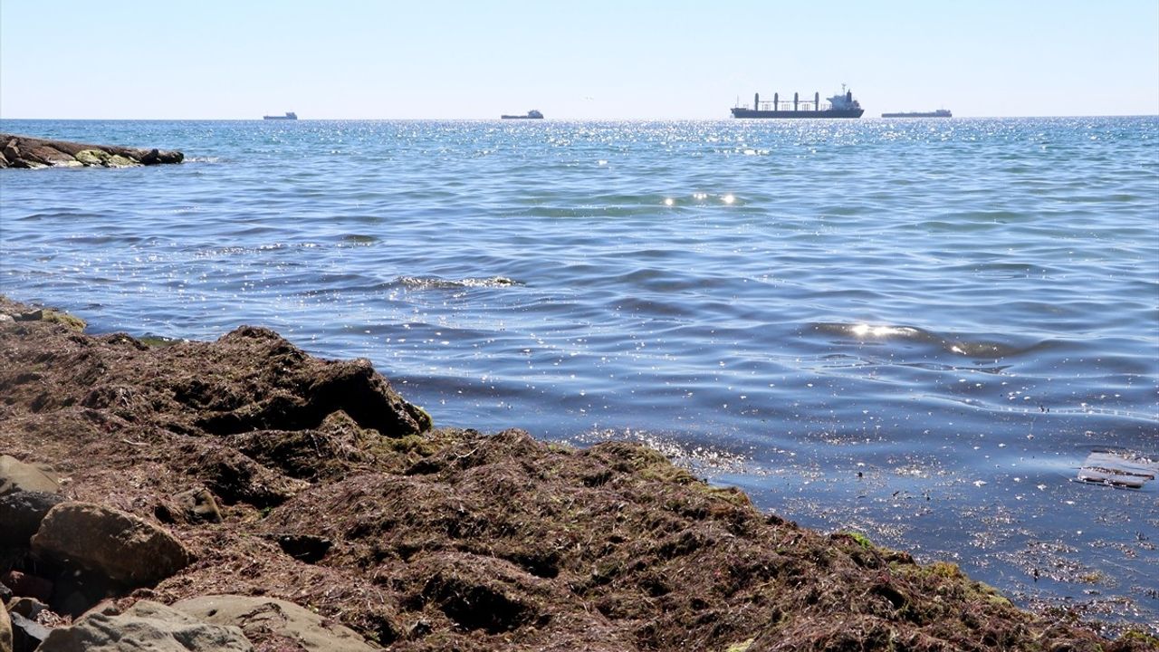 Tekirdağ Sahilinde Kırmızı Yosun Sorunu