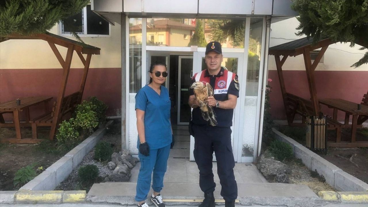 Tokat'ta Yaralı Kızıl Şahin Kurtarıldı