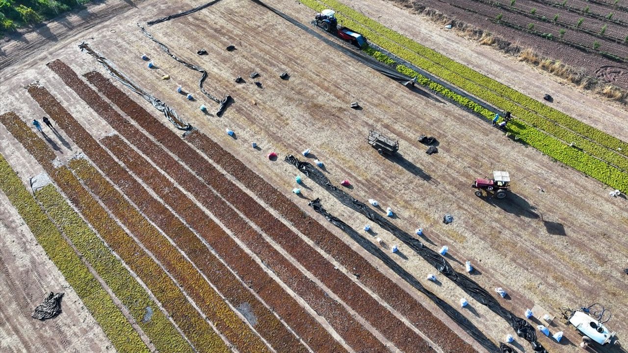 Türkiye Kuru Üzüm İhracatında Rekor Gelir Elde Etti