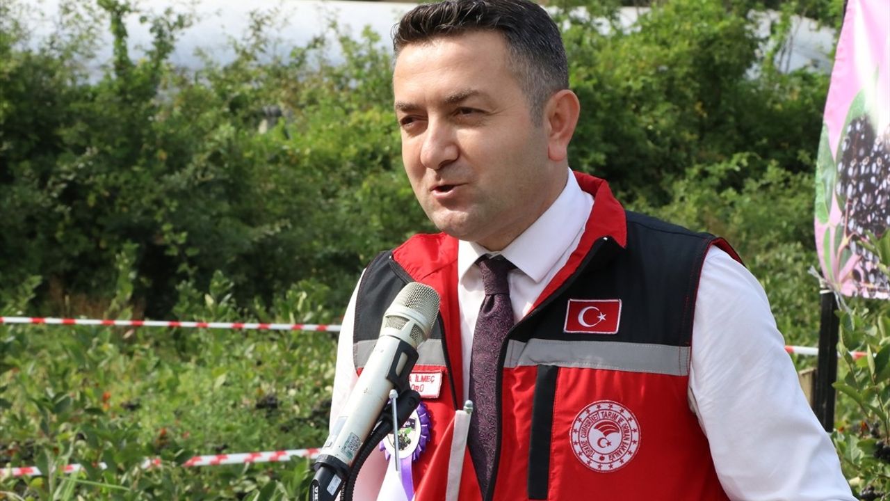 Yalova'da Coğrafi İşaretli Aronya Hasat Dönemi Başladı