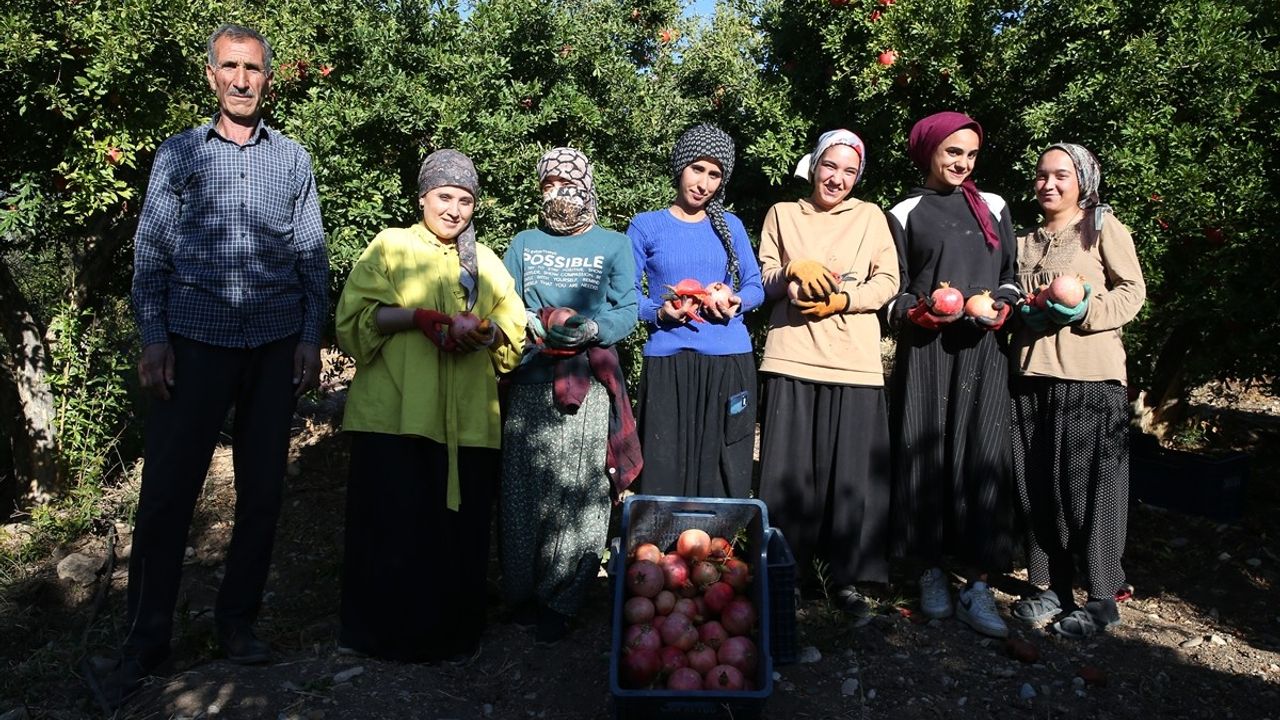 Adıyaman’da Nar Hasat Dönemi Başladı