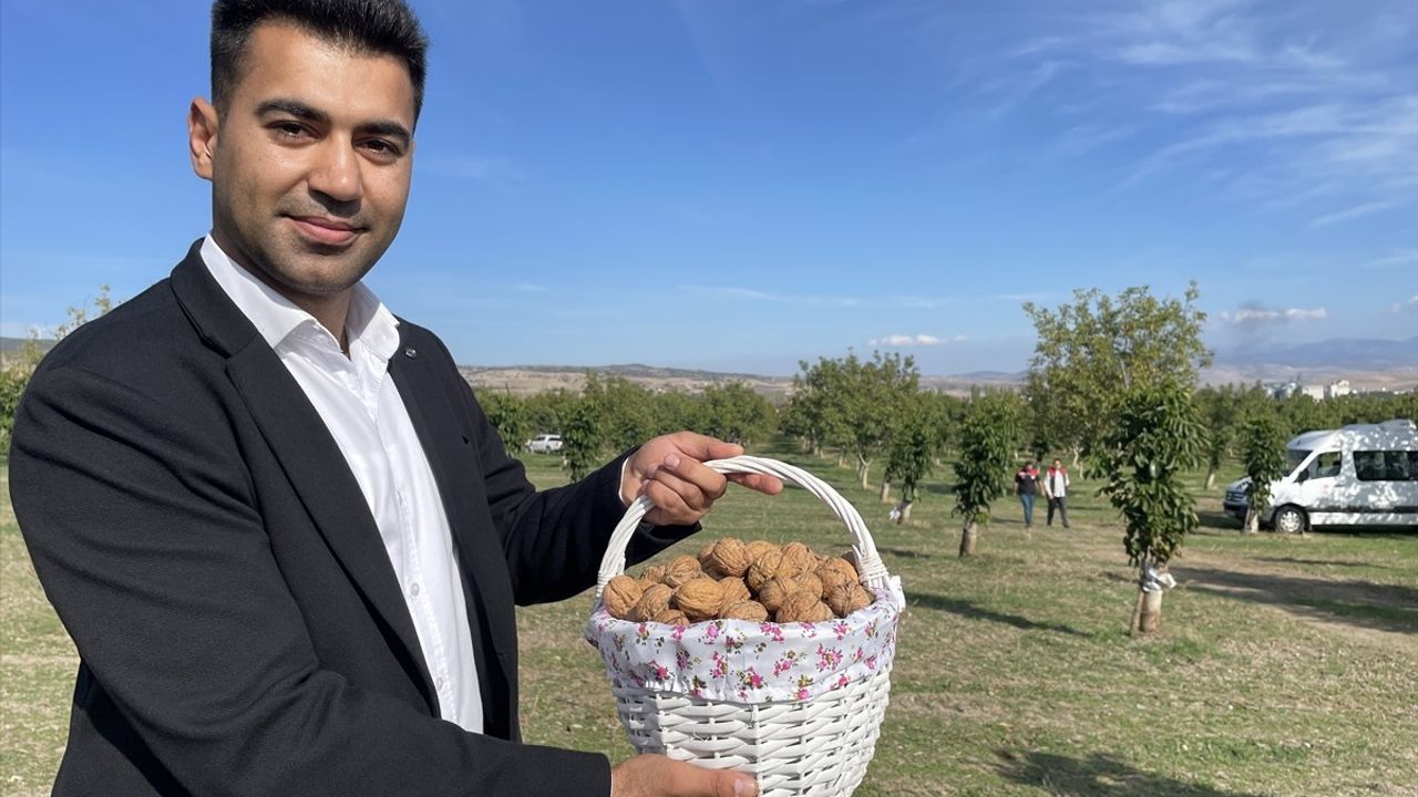 Amasya'da Ceviz Hasadı Ziyareti