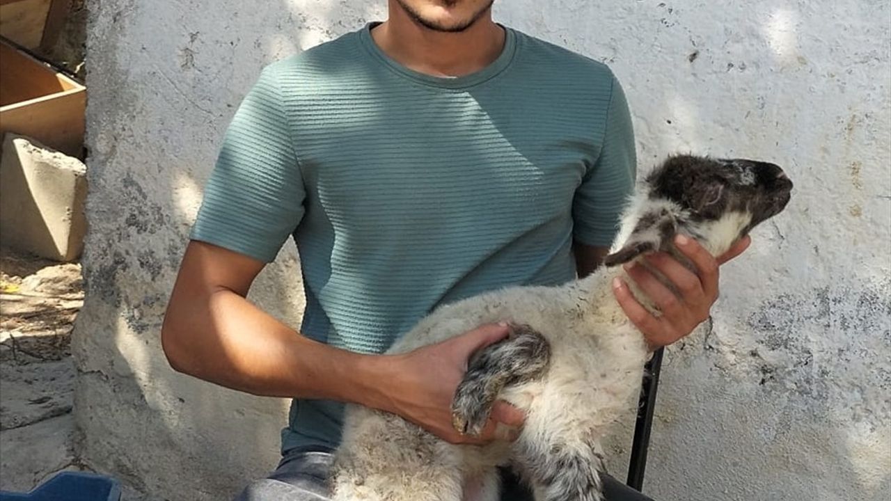 Antalya'da Beş Ayaklı Kuzu Doğdu