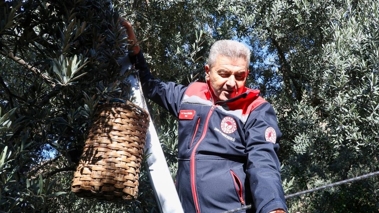 Artvin'de Butko Zeytini Hasadı Başladı