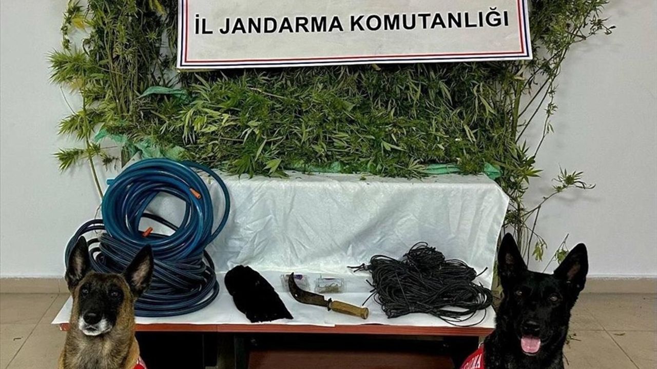 Artvin'de Uyuşturucu Ticareti Operasyonu: 1 Zanlı Tutuklandı