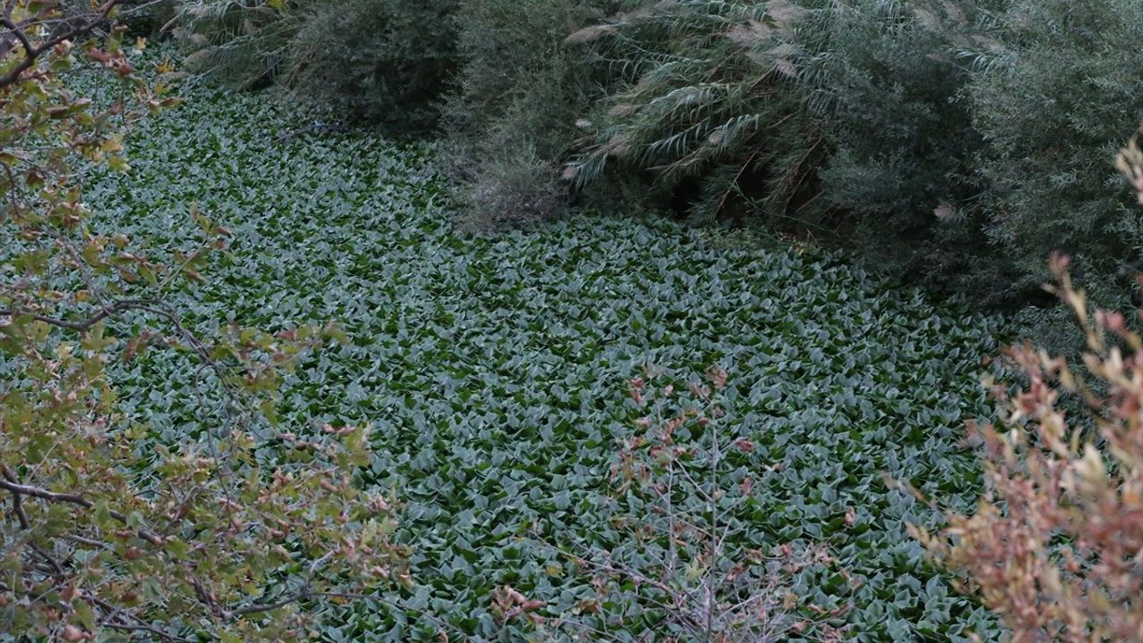 Asi Nehri'nde Su Sümbülleri Tekrar Gözlemlendi