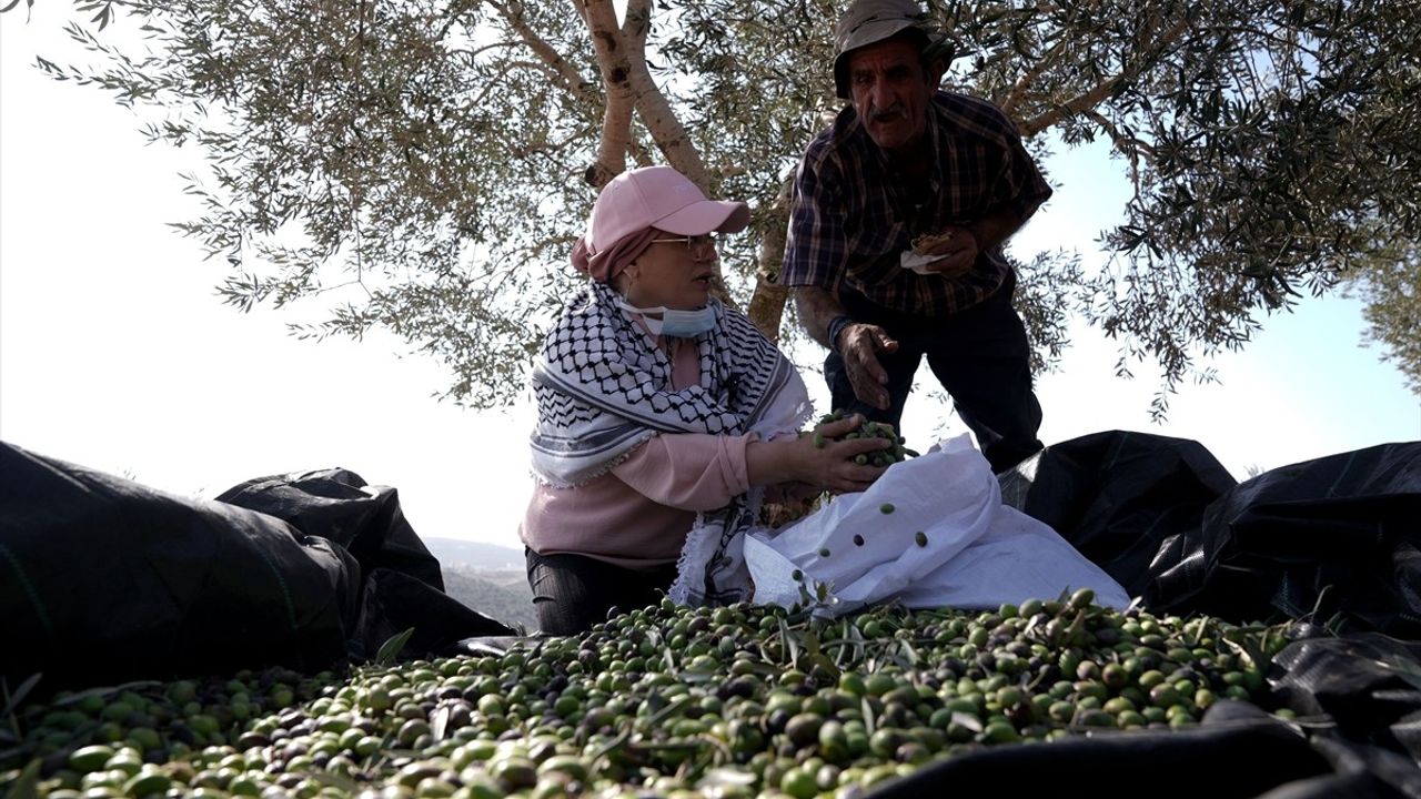 Batı Şeria'da Zeytin Hasadı ve Saldırılar