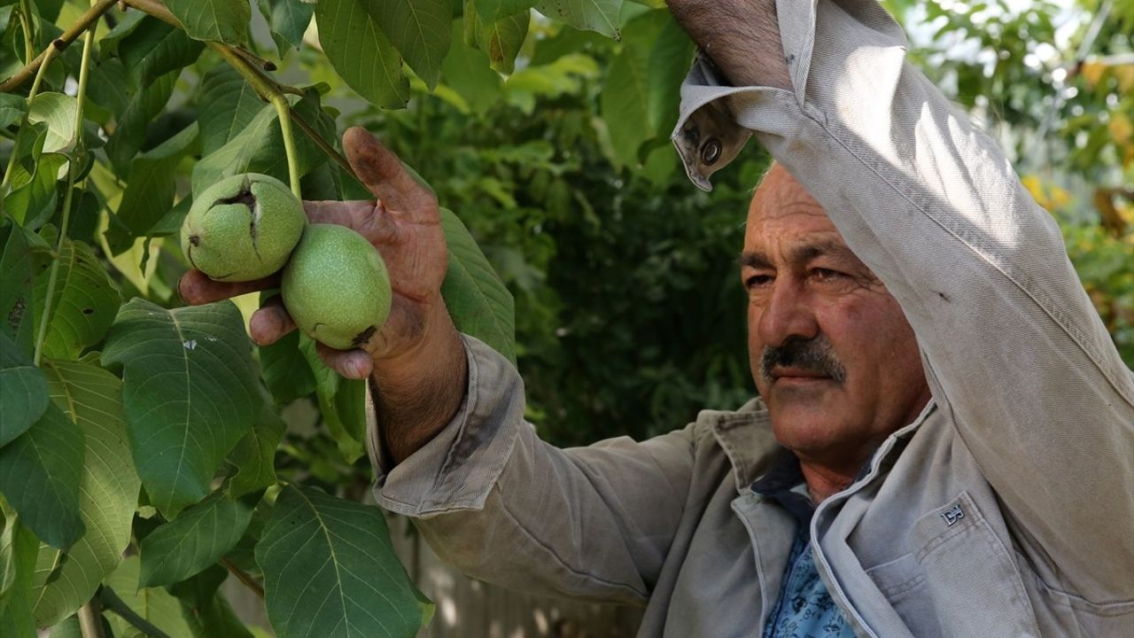 Bitlis'in Adilcevaz İlçesinde Ceviz Hasadı Yüzleri Güldürüyor