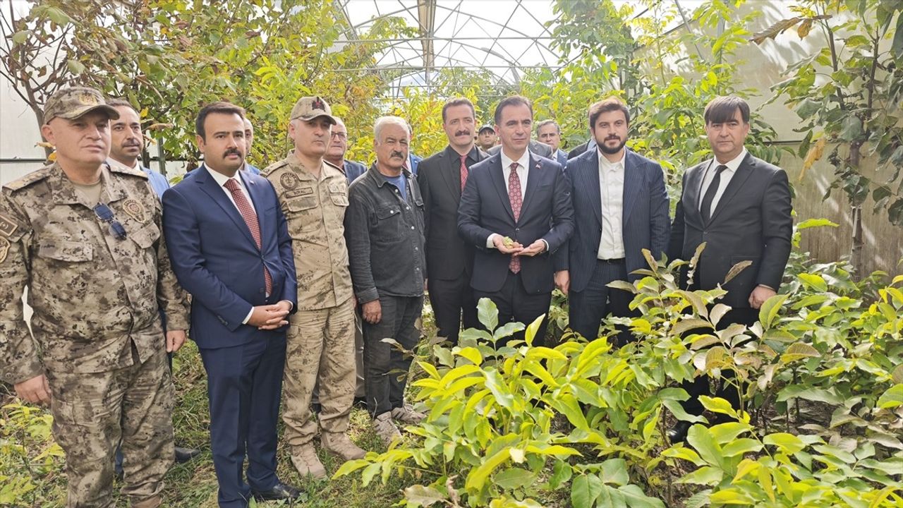 Bitlis'te Ceviz Hasadı Başladı