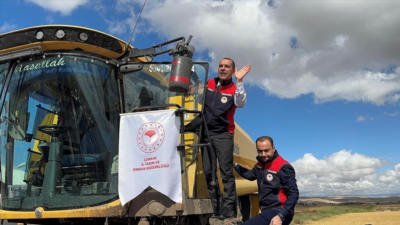 Çankırı'da Çeltik Hasat Töreni Yapıldı