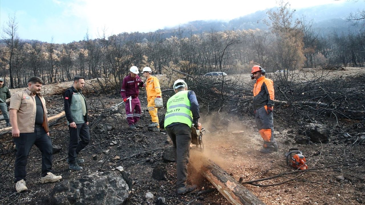 Denizli ve Uşak’ta 20 Yılda 306 Milyon Fidan