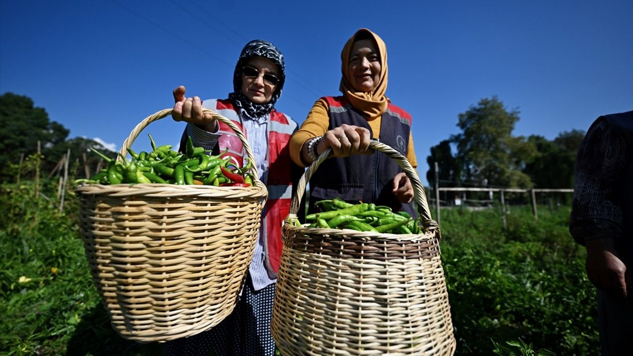 Düzce'de Kadın ve Gençler Tarımda Büyüyor