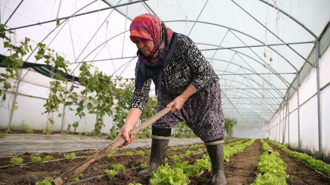Edirne'de Şirin Teyze'nin İkinci Serası Kuruluyor