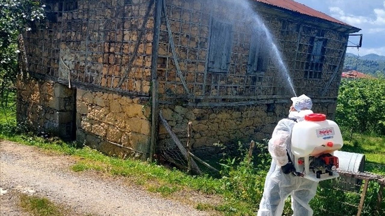Giresun'da Kahverengi Kokarca İle Mücadele
