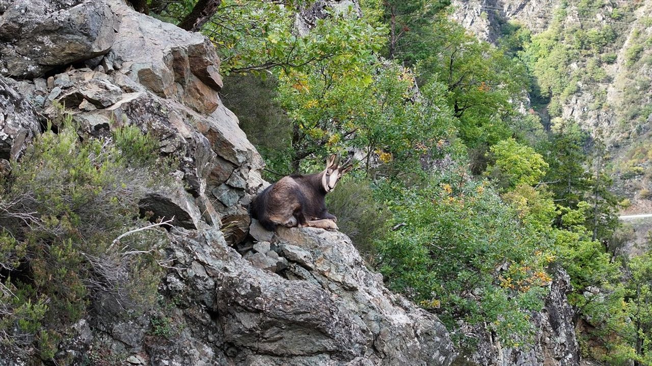 Gümüşhane'de Çengel Boynuzlu Dağ Keçileri Görüntülendi