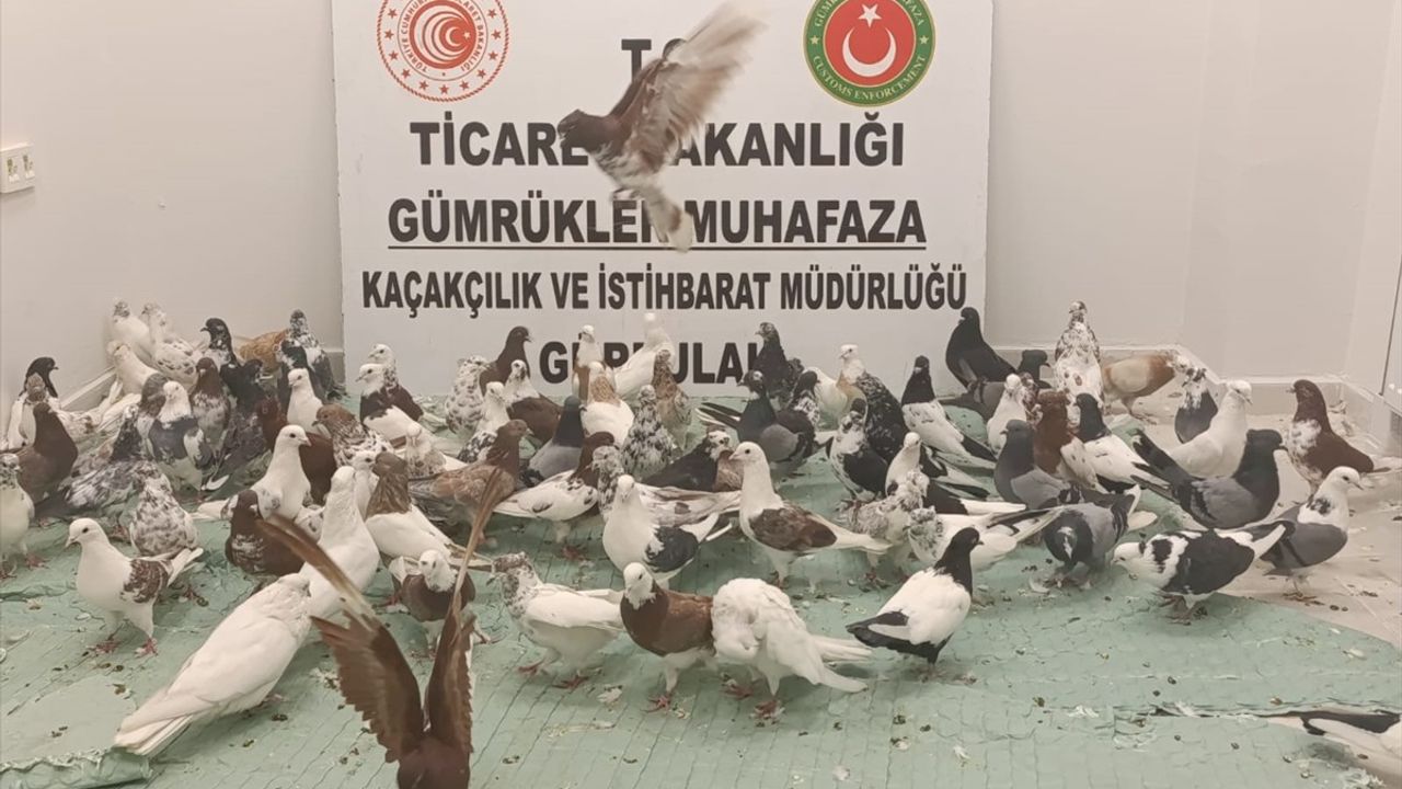 Gürbulak Gümrük Kapısı'nda 85 Cancan Cinsi Güvercine El Konuldu