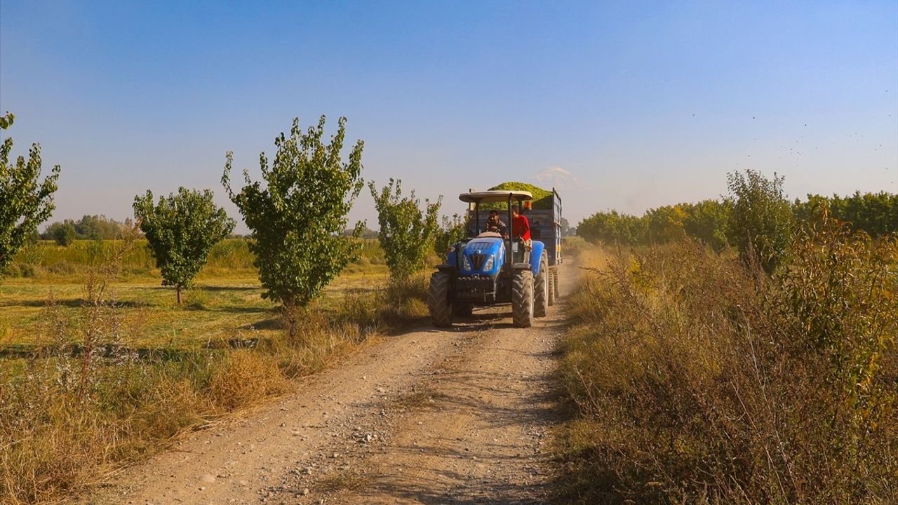 Iğdır'da Silajlık Mısır Hasadı Başladı