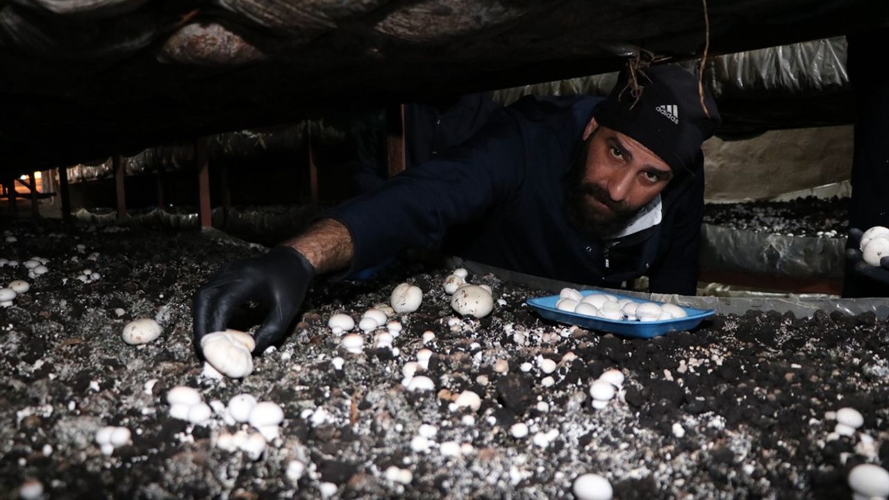 Kadın Girişimci Devlet Desteği ile 75 Ton Mantar Üretiyor
