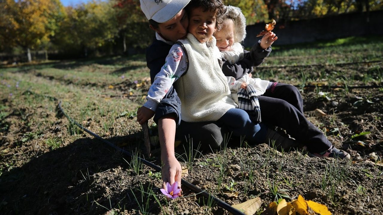 Karabük'te Mucize Bitki Safranın Hasadı Devam Ediyor
