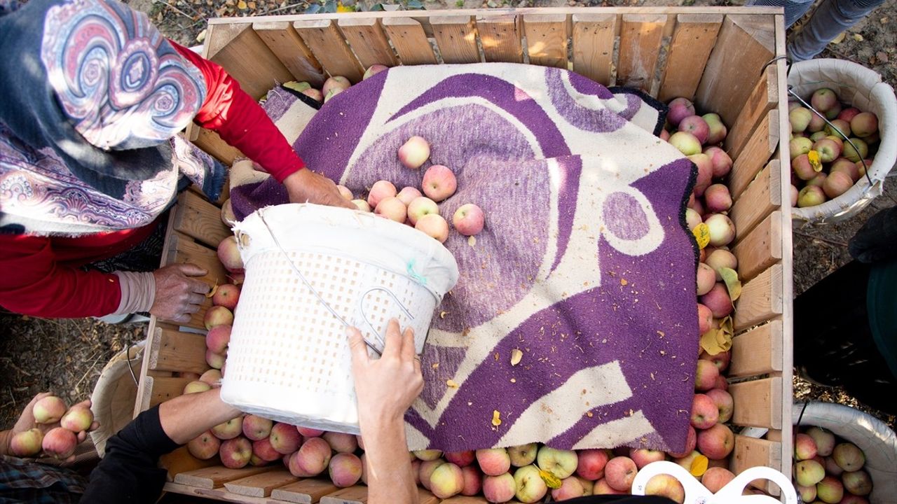 Karaman'da Sezonun Son Elmaları Hasat Ediliyor