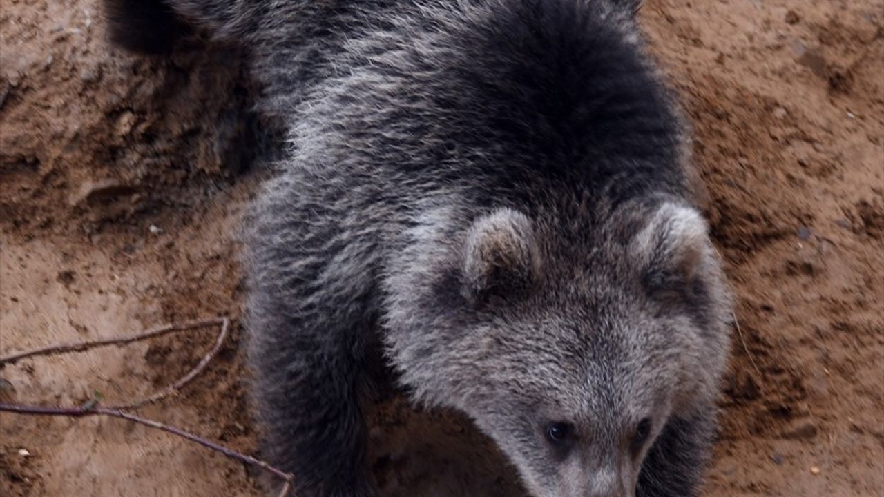 Kastamonu'da Yaban Ayıları İlgi Odağı