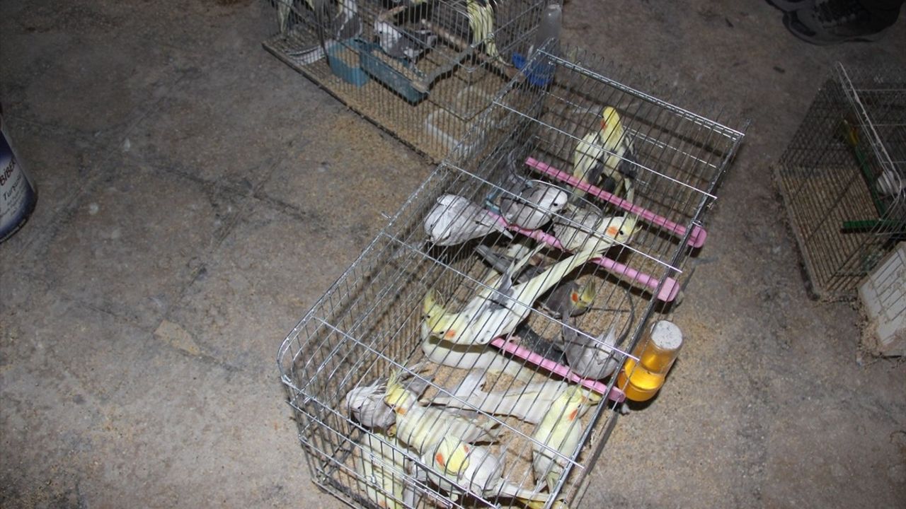 Kırşehir'de Koruma Altındaki 66 Kuş Ele Geçirildi