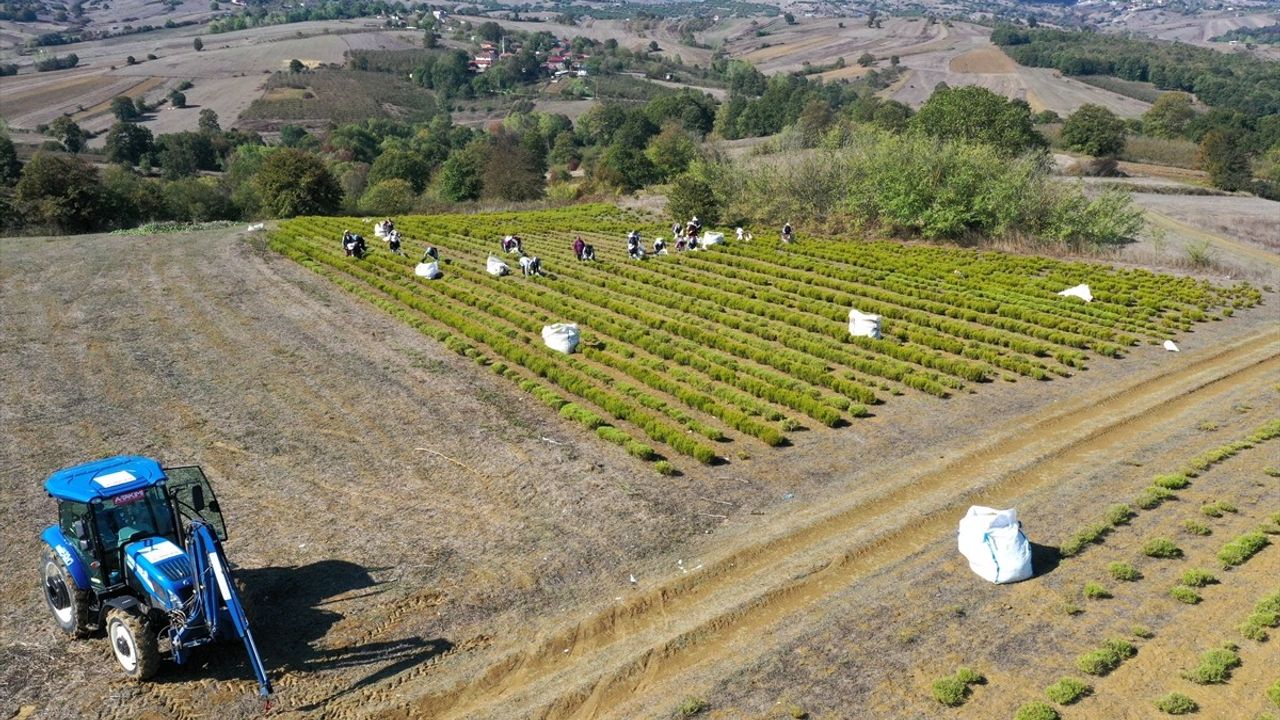 Kocaeli'de Kuraklığa Rağmen Biberiye Hasadı Başladı