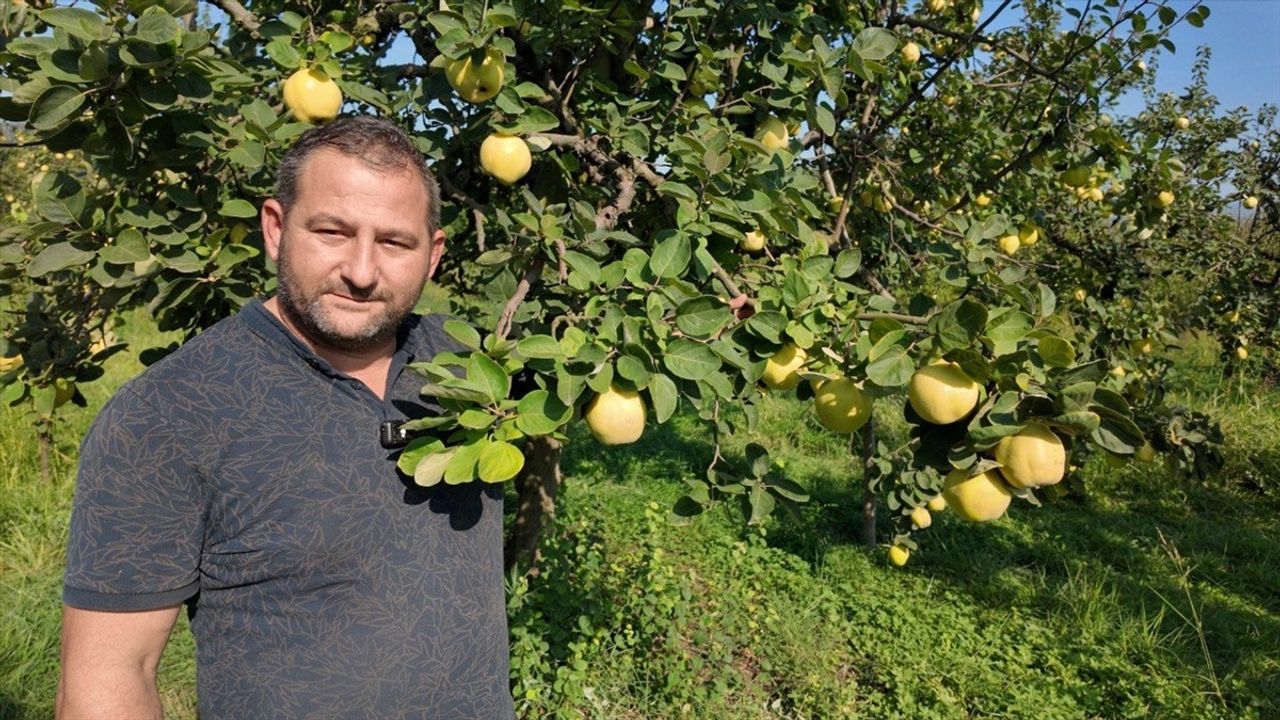 Kocaeli'nin Eşme Ayvası Hasadı Başladı