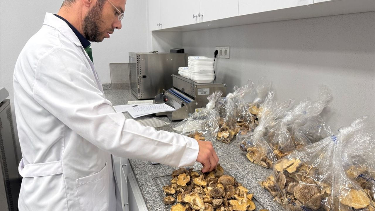 Mantar Zehirlenmelerinde Dikkat Edilmesi Gerekenler