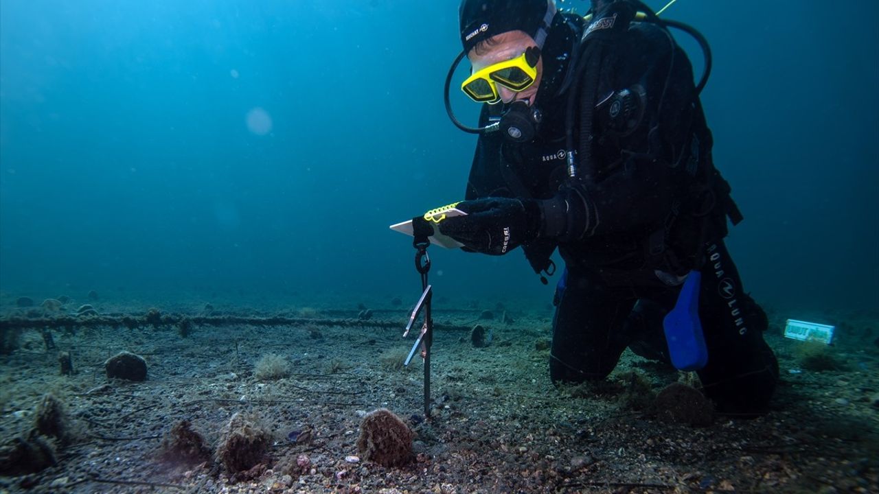 Marmara Denizi'nde Pina Popülasyonu Artıyor