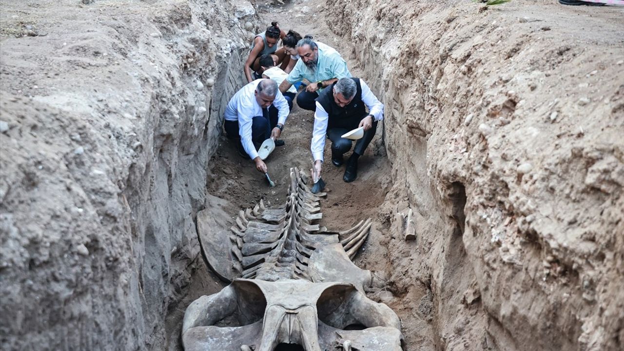 Mersin'de Fin Balinasının İskeleti Bilim İçin Gün Yüzüne Çıkıyor