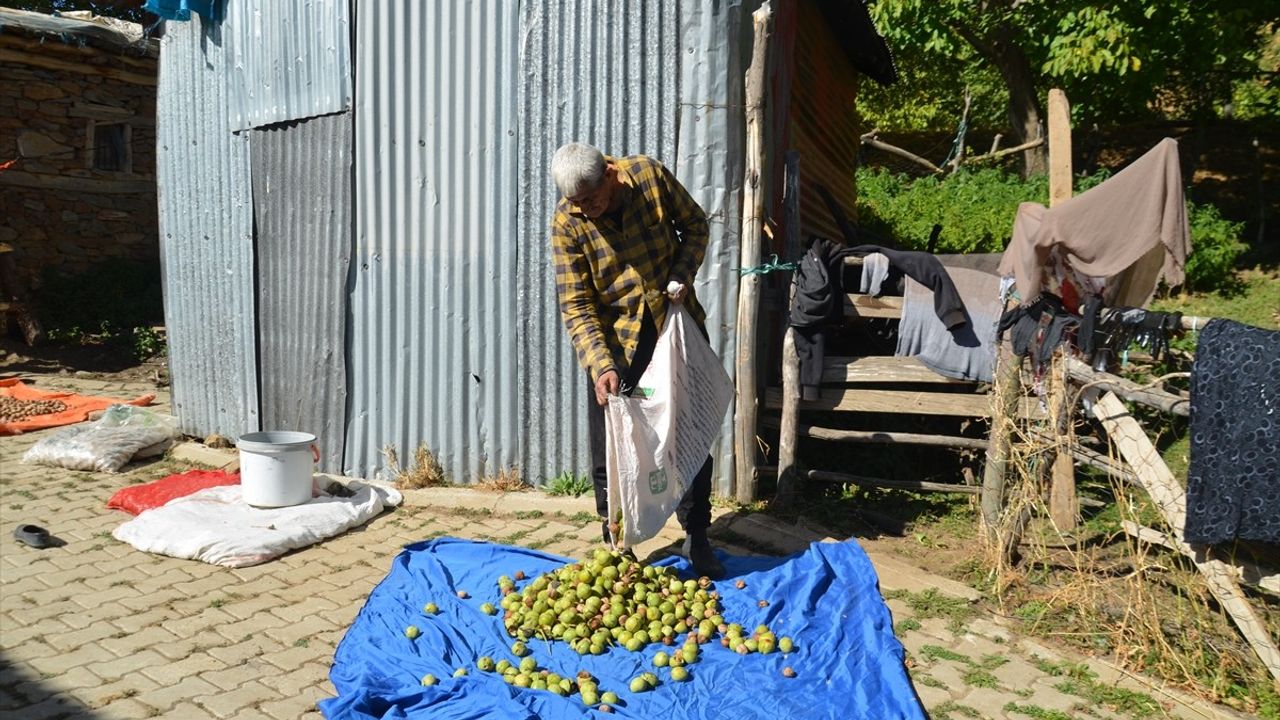 Muş'ta Ceviz Hasadı: 1000 Ton Rekolte Bekleniyor