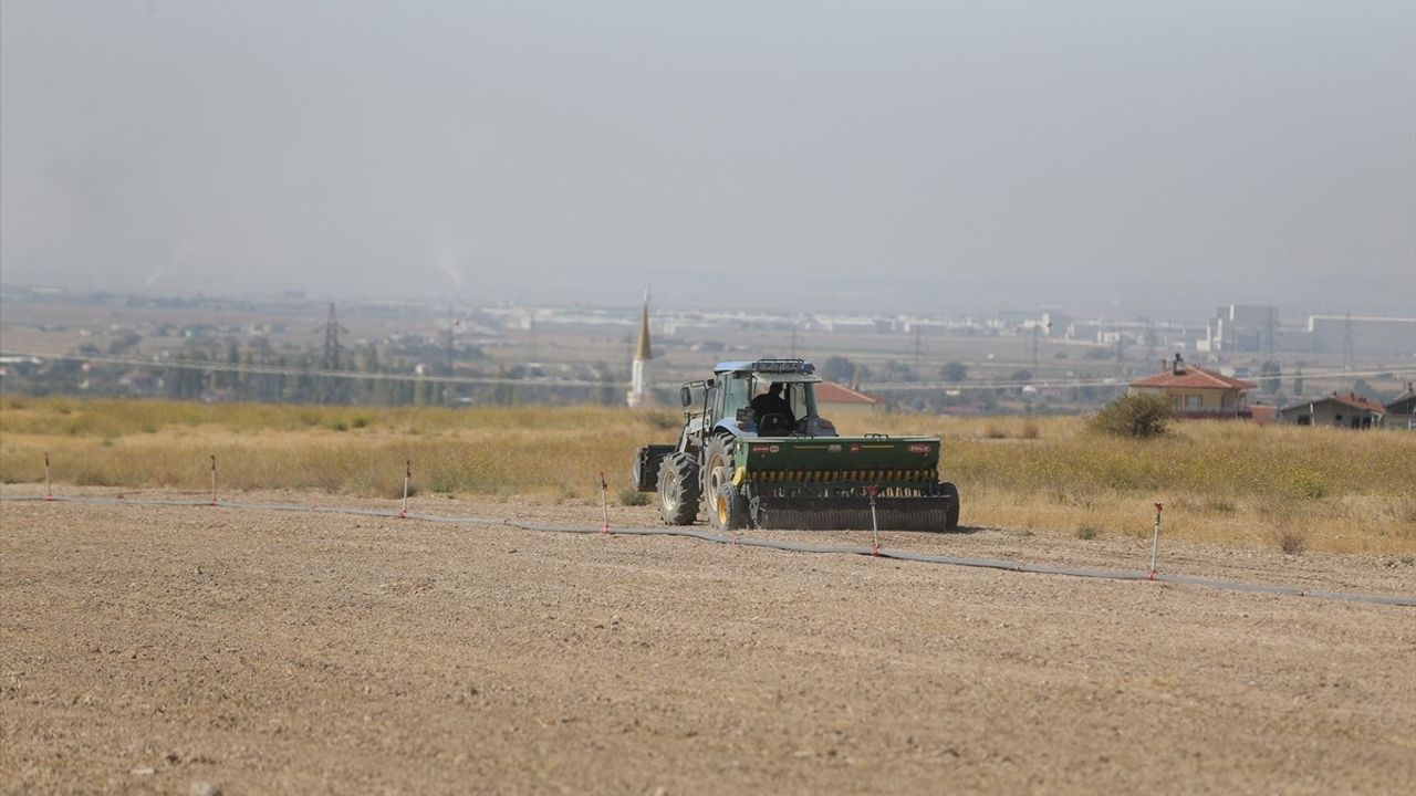 Niğde'de Yem Bitkileri Üzerine Önemli Çalışmalar