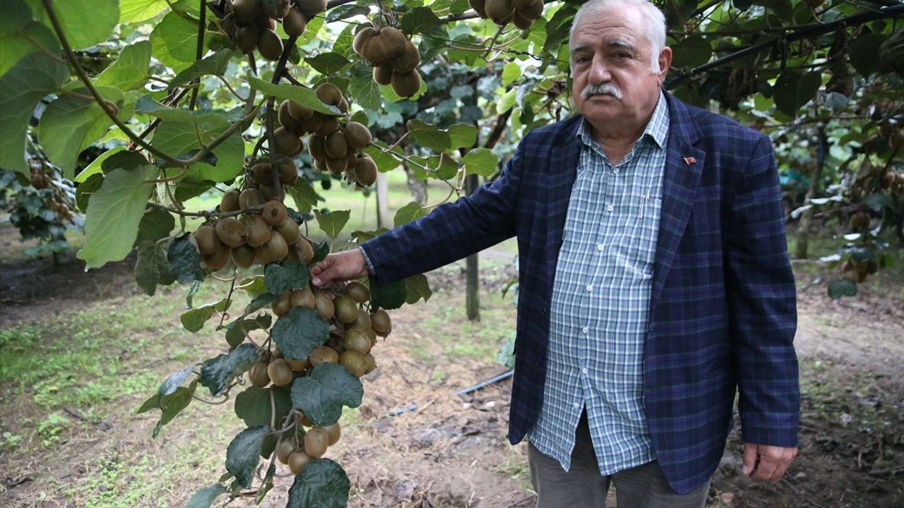 Ordu Kivisinin Kilogram Fiyatı Belli Oldu