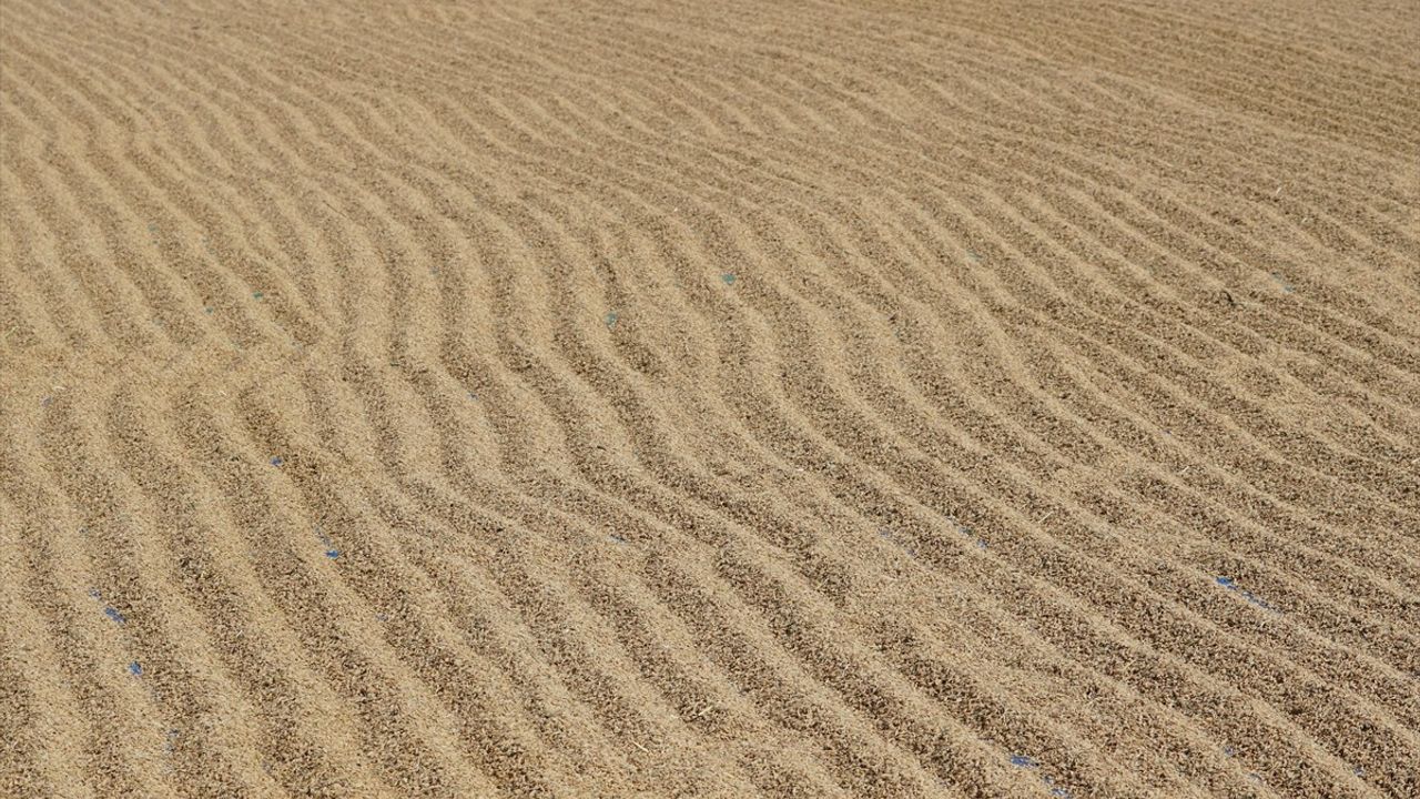 Osmancık'ta Çeltik Hasadı Başladı