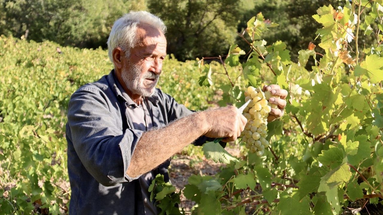Osmaniye'de Geleneksel Pekmez Üretimi Başladı