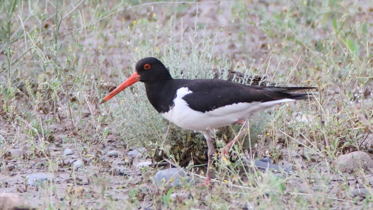 Poyraz Kuşu Göç Yolu: 8 Ülkenin İzinde