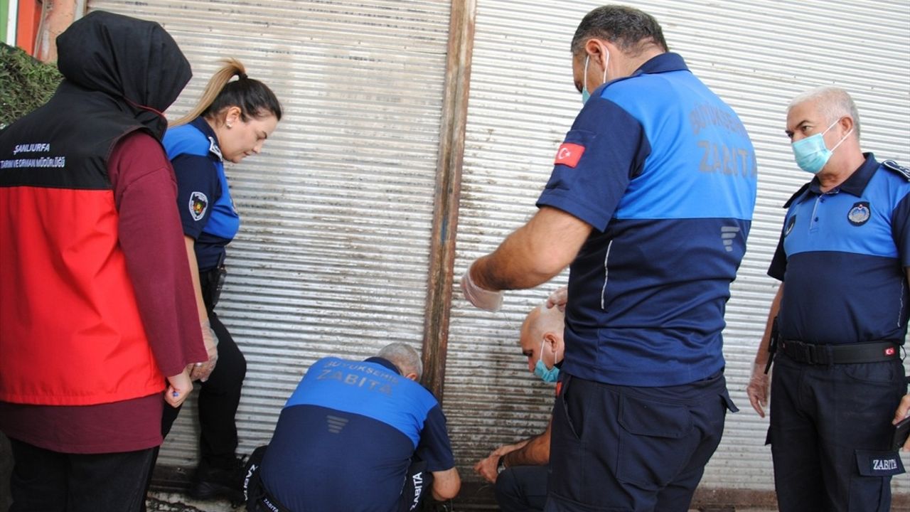 Şanlıurfa'da Zabıta Ekipleri 1 Ton Bozulmuş Et Ele Geçirdi