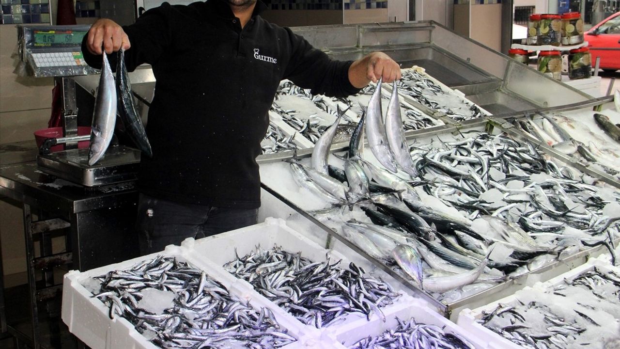 Sinop'ta Hamsi Bolluğu ve Balıkçıların Umutları