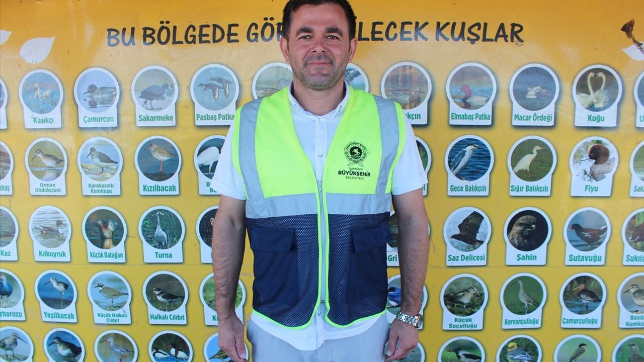 Sonbahar Göçüyle Kızılırmak Deltası Kuş Cenneti'nde Kuğular Artıyor