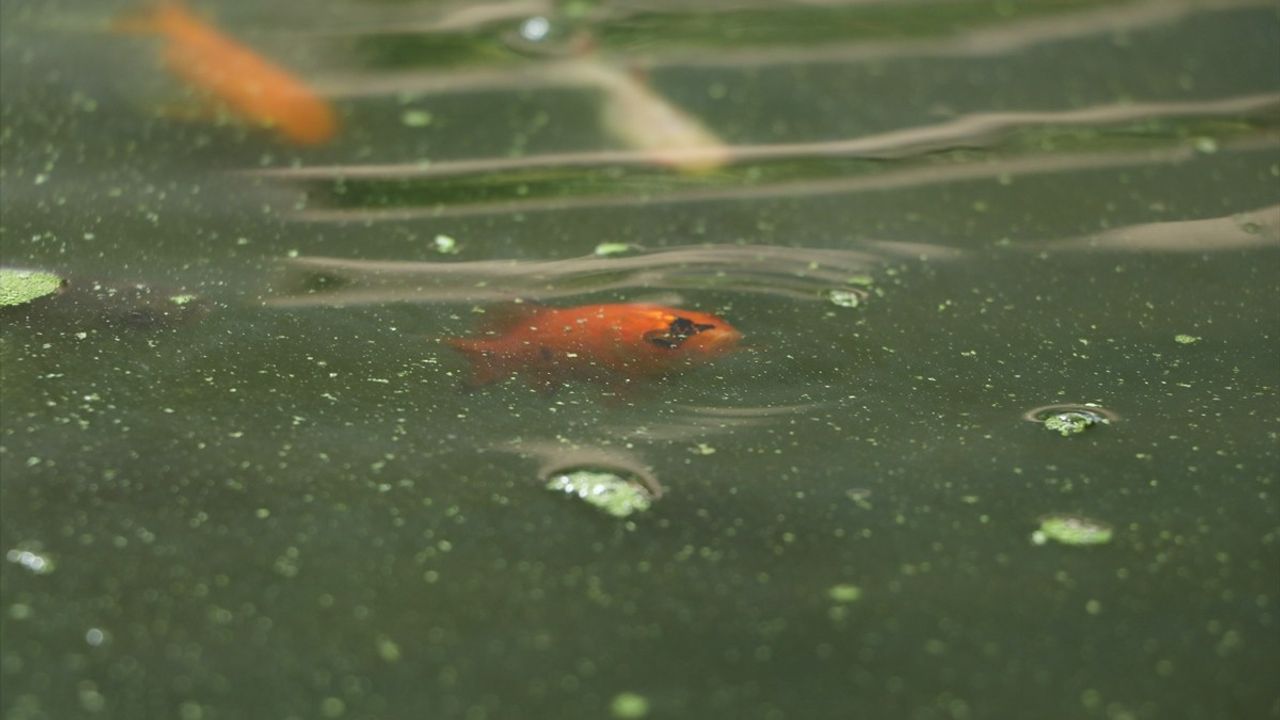 Su Mercimeği ve Japon Balıklarının Gübre Dönüşümü