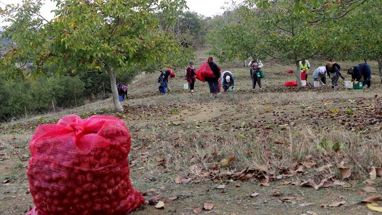 Tekirdağ'da Ceviz Hasadı Başladı